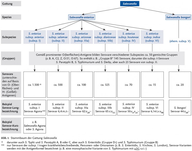 Stammbaum der Gattung Salmonella